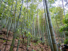 竹林