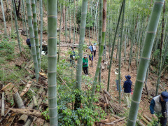 竹林
