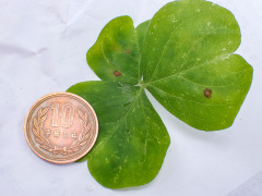 ムラサキカタバミの葉で10円玉がきれいななったよ