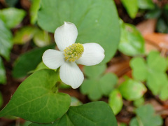 ドクダミの花