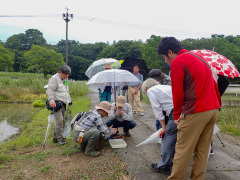 水田にいる小さな生き物の観察