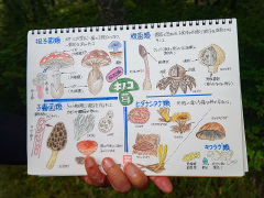 星野会長のキノコの解説