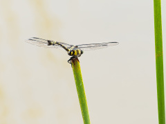 ウチワヤンマ