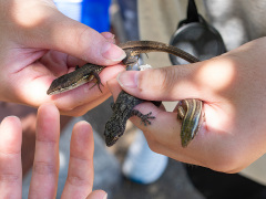 ニホンカナヘビ、ヤモリ、ヒガシニホントカゲの揃い踏み