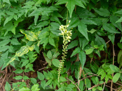 ナツフジの花