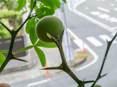 カラタチの果実