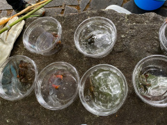 釣れたカニ色々