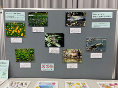 外来の動植物写真