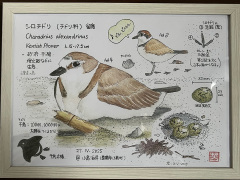 ネイチャージャーナリング　シロチドリ