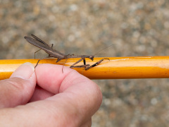 コカマキリ