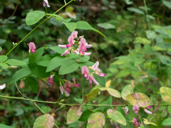 ヤマハギの花
