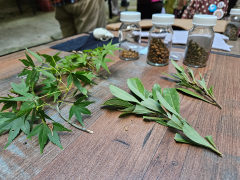 ムササビの食痕