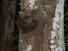 1頭目のの出巣（17時50分｜日の入51分後）