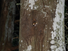2頭目の顔出し（17時51分｜日の入52分後）