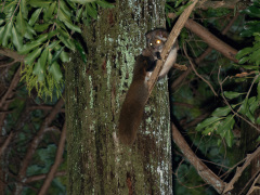 枝に止まっているムササビ