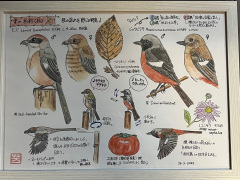 展示イラスト 季の色彩秋