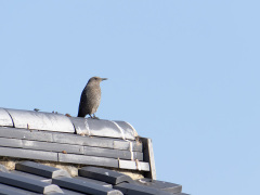 イソヒヨドリのメス