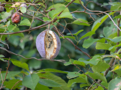 ミツバアケビの果実