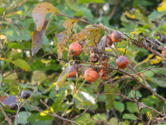 リュウキュウマメガキの果実