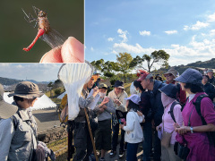 マユタテアカネの解説