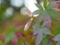 イロハモミジの翼果