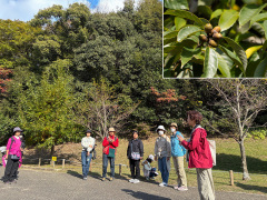 どんぐりとツキノワグマの話