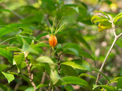 クチナシの果実