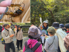 スズメバチのオスの解説