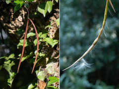 テイカカズラの果実