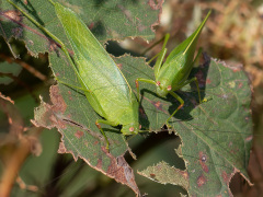 イタドリの葉を食べるヒメクダマキモドキ