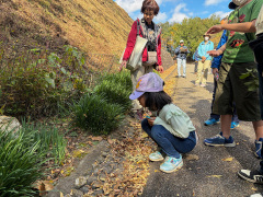 ヒガンバナとスイセンの葉