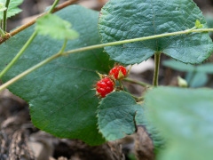 フユイチゴの果実
