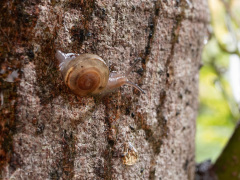 イセノナミマイマイの幼貝