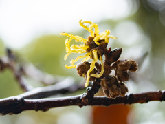 開花が早いシナマンサク