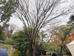 典型的なケヤキの樹形
