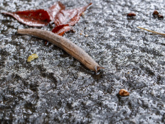 在来種のナメクジ