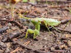 気温が下がり元気のないハラビロカマキリ