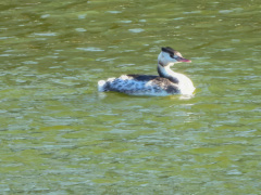 カンムリカイツブリ