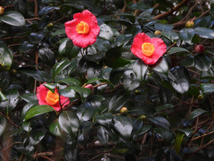 ユキバタツバキ