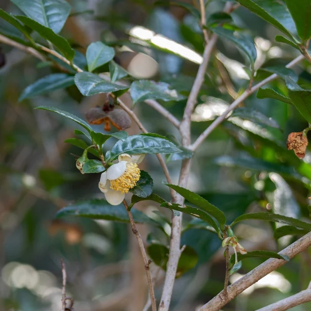 東三河ふるさと公園で自然観察会を開催しました！

#チャノキ #樹木 #植物 #東三河ふるさと公園 #自然観察 #自然観察会 #東三河自然観察会