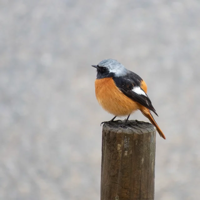 東三河ふるさと公園で自然観察会を開催しました！

#ジョウビタキ #野鳥 #東三河ふるさと公園 #自然観察 #自然観察会 #東三河自然観察会