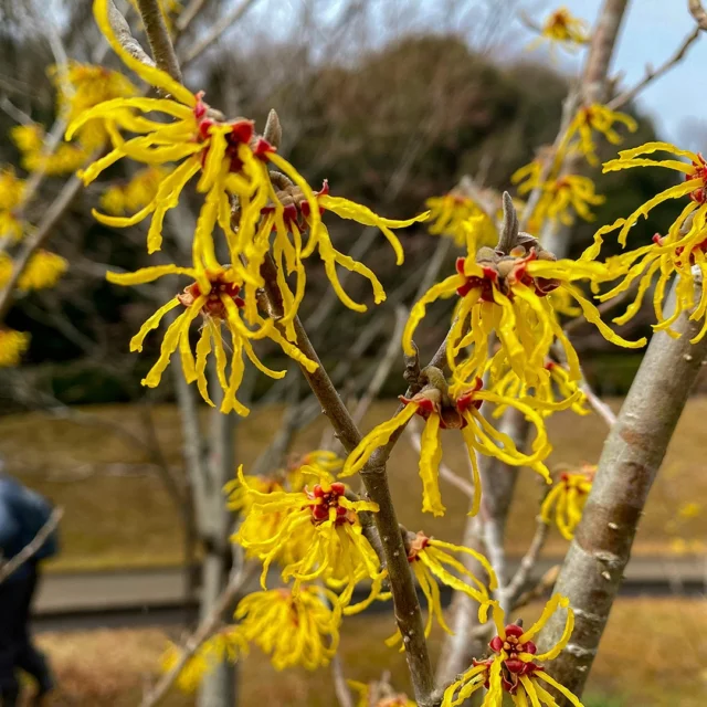 東三河ふるさと公園で自然観察会を開催しました！

#シナマンサク #木の花 #樹木 #東三河ふるさと公園 #自然観察 #自然観察会 #東三河自然観察会