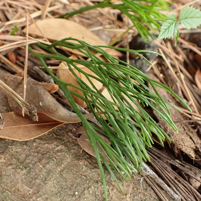 豊橋公園で自然観察会を開催しました！

#マツバラン #シダ植物 #豊橋公園 #自然観察 #自然観察会 #東三河自然観察会