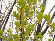 クロモジの花 クロモジの花
