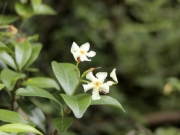 テイカカズラの花 テイカカズラの花