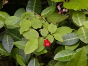 カクミノスノキとヤブコウジ(右上)の花 カクミノスノキとヤブコウジ(右上)の花
