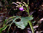 不動瀧のイワタバコの花 不動瀧のイワタバコの花