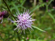 スズカアザミの花 スズカアザミの花