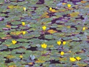 三河郷土の谷のアサザの花