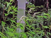 オカトラノオの花